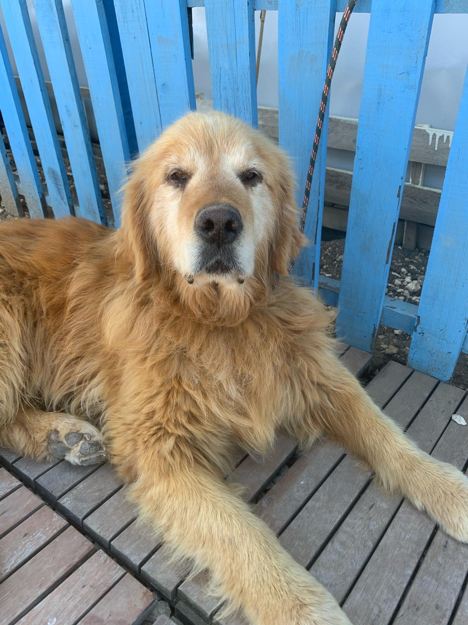 Kebob aka Bob (fka Cedar) 